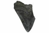 Partial Fossil Megalodon Tooth - South Carolina #374262-1